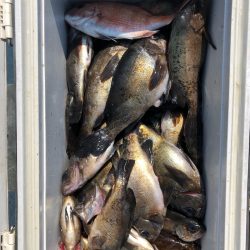 フィッシング キッタカ 釣果