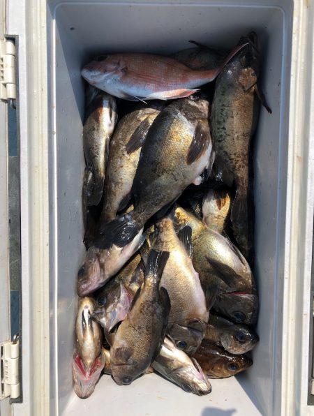 フィッシング キッタカ 釣果