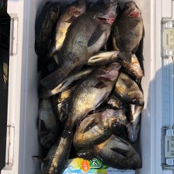 フィッシング キッタカ 釣果