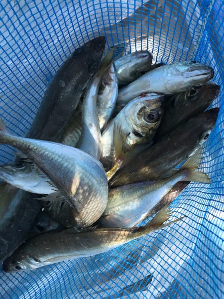 ヤザワ渡船 釣果