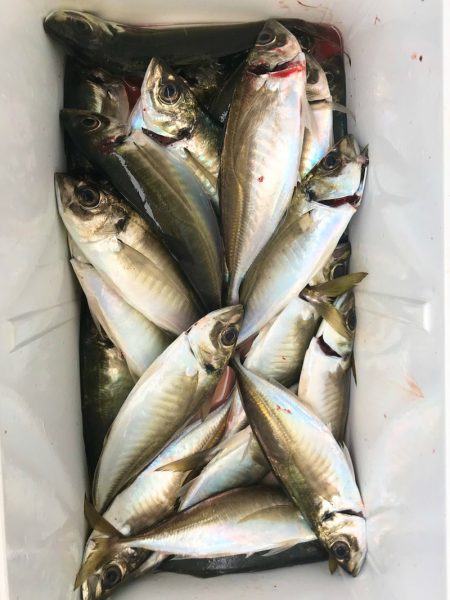 ヤザワ渡船 釣果