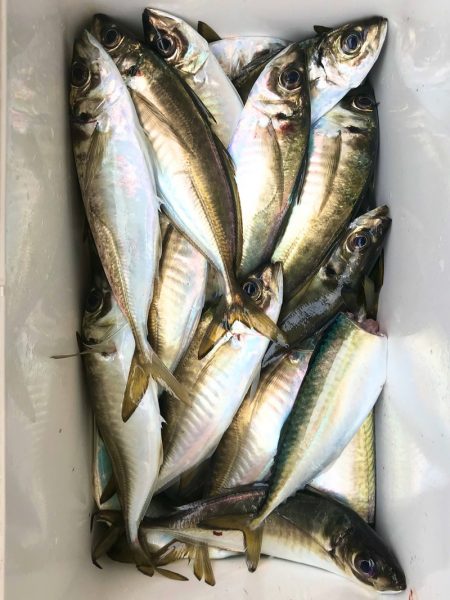 ヤザワ渡船 釣果