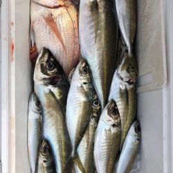 フィッシング　キッタカ 釣果