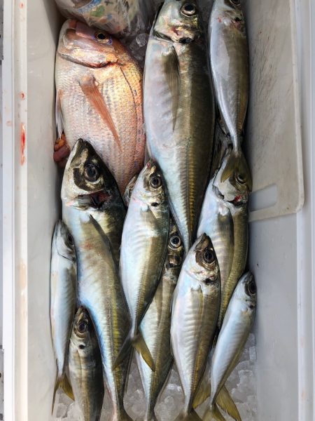 フィッシング　キッタカ 釣果