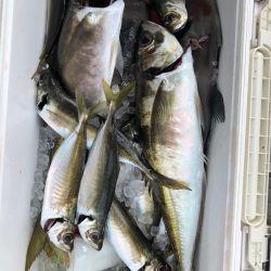 フィッシング　キッタカ 釣果