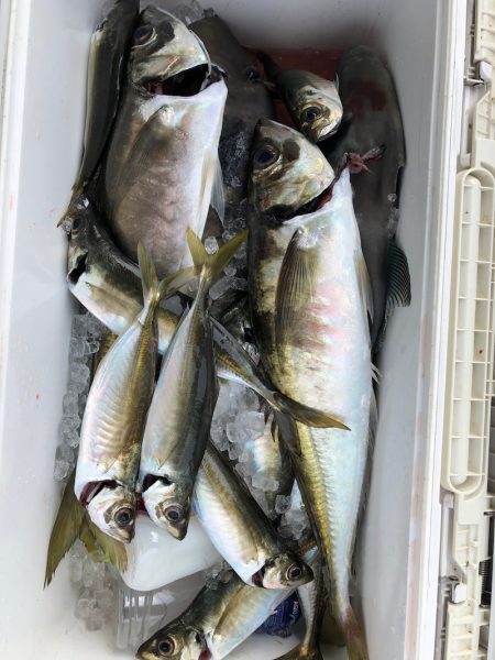 フィッシング　キッタカ 釣果