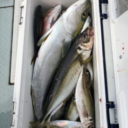 フィッシング　キッタカ 釣果