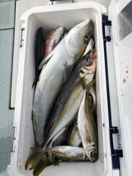 フィッシング　キッタカ 釣果