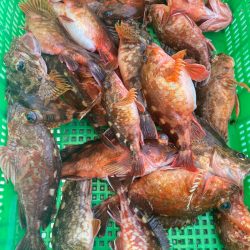 岡田釣船 八英丸 釣果