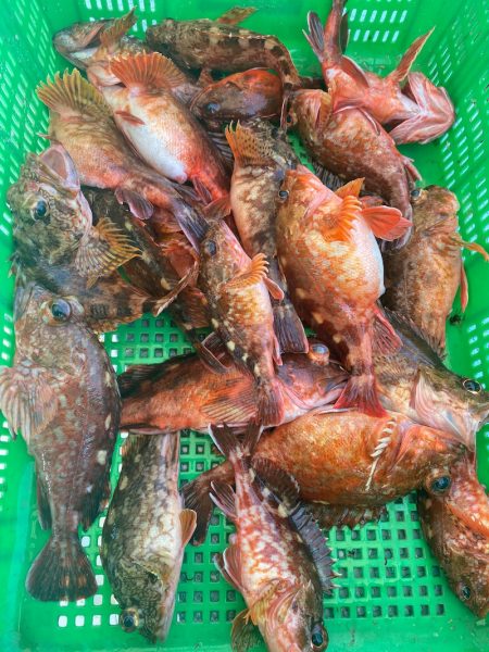 岡田釣船 八英丸 釣果