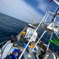 シーランチ 釣果