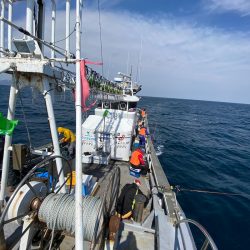 シーランチ 釣果