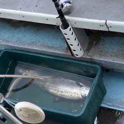 シーランチ 釣果