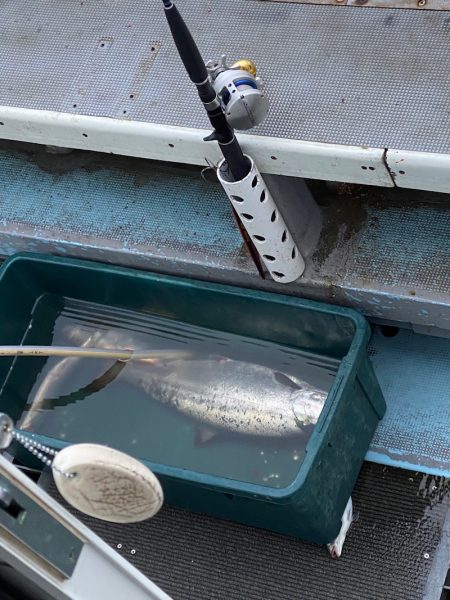 シーランチ 釣果