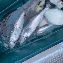 シーランチ 釣果