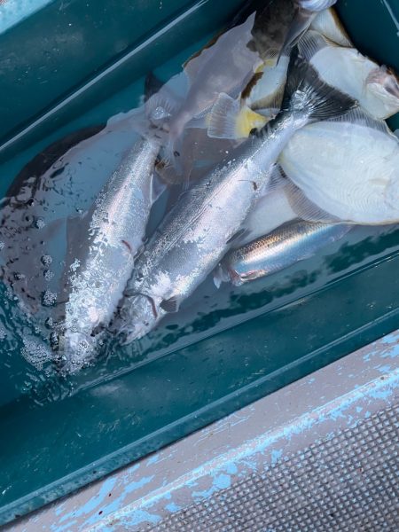 シーランチ 釣果