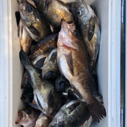 フィッシング キッタカ 釣果