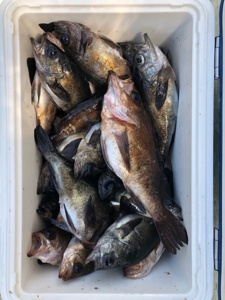 フィッシング キッタカ 釣果