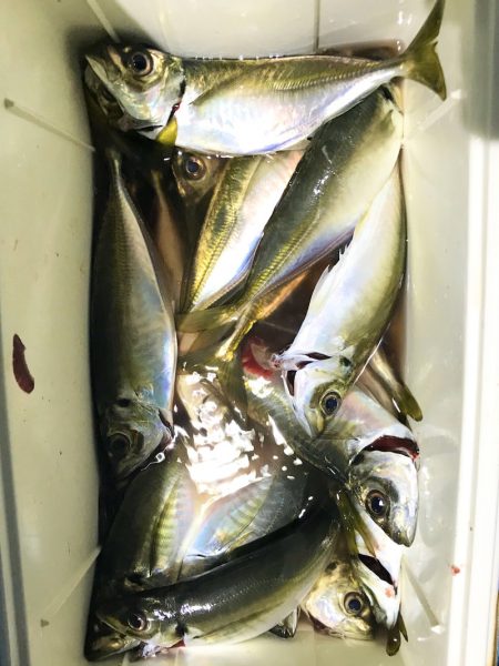 ヤザワ渡船 釣果