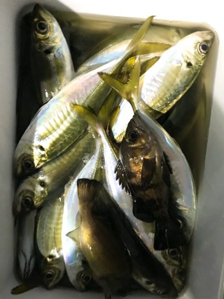 ヤザワ渡船 釣果