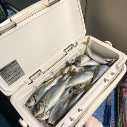 ヤザワ渡船 釣果