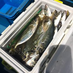 ヤザワ渡船 釣果