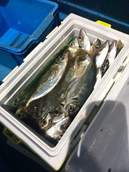 ヤザワ渡船 釣果