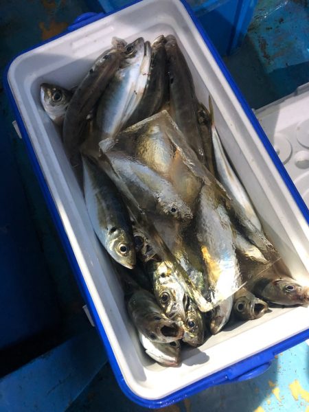 ヤザワ渡船 釣果