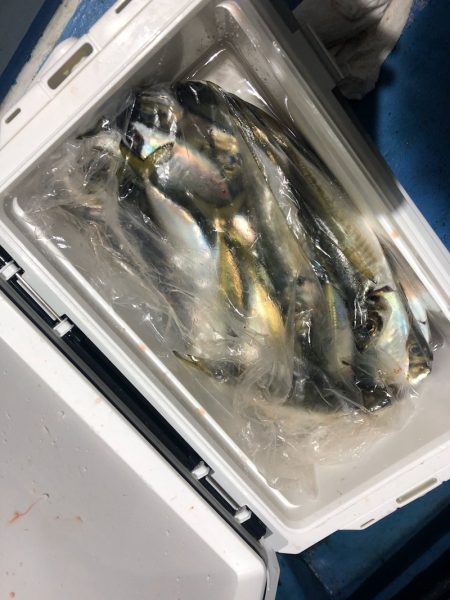 ヤザワ渡船 釣果