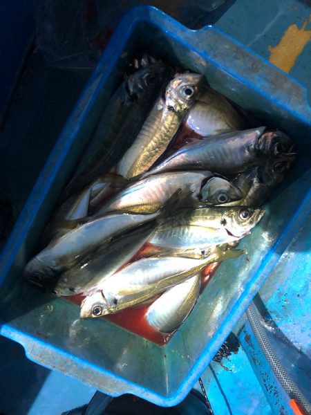 ヤザワ渡船 釣果