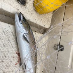 海友丸 釣果