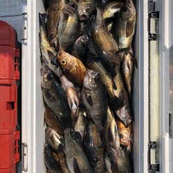 フィッシング　キッタカ 釣果