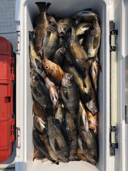 フィッシング　キッタカ 釣果