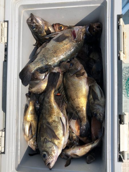 フィッシング　キッタカ 釣果