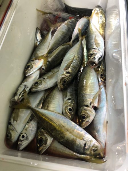 ヤザワ渡船 釣果