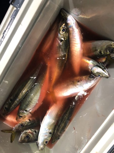 ヤザワ渡船 釣果