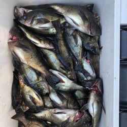 フィッシング キッタカ 釣果