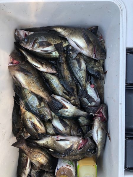 フィッシング キッタカ 釣果