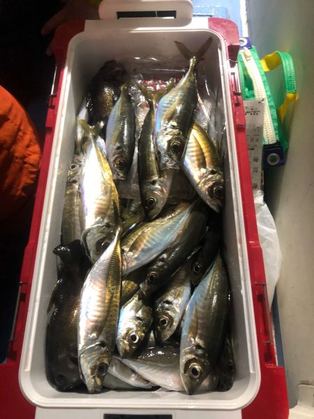 ヤザワ渡船 釣果