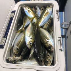 ヤザワ渡船 釣果