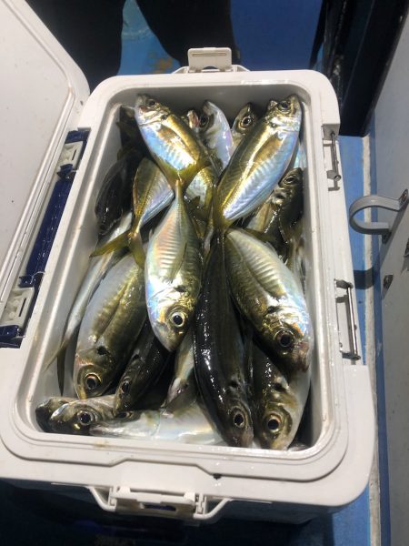 ヤザワ渡船 釣果