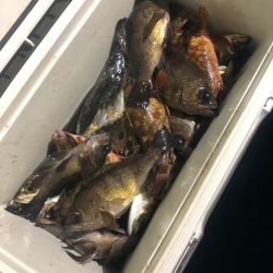 ヤザワ渡船 釣果