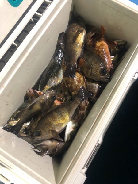 ヤザワ渡船 釣果