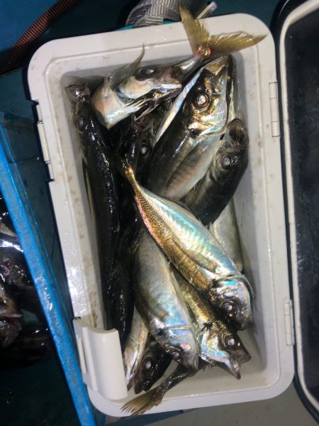 ヤザワ渡船 釣果
