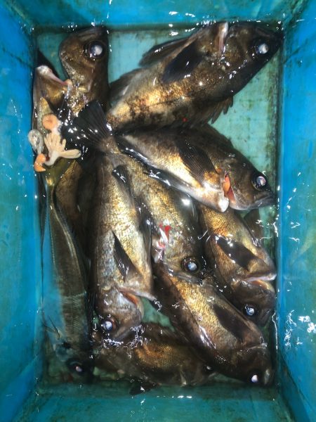 ヤザワ渡船 釣果