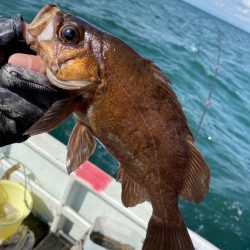 美宝丸 釣果
