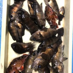 ヤザワ渡船 釣果