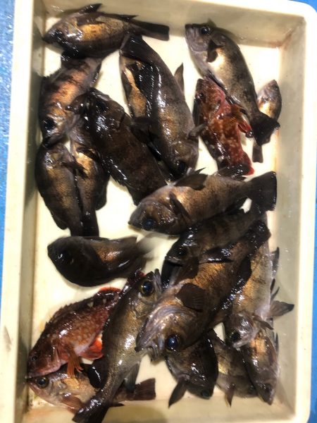 ヤザワ渡船 釣果