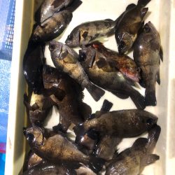 ヤザワ渡船 釣果