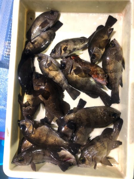 ヤザワ渡船 釣果